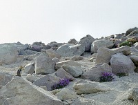 Chlupáč v zahrádce, cosi žere.