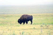Young bison grazing.