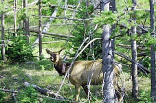 Elk cow with a collar.