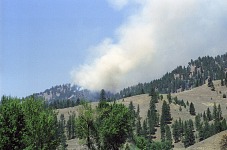 A forest fire.