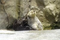 Sea otter