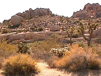 Joshua Tree NM