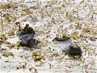 Sea otter