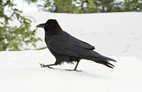 A raven