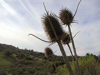 Thistle