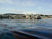 Monterey Aquarium