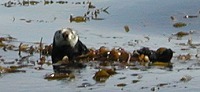 Sea otter