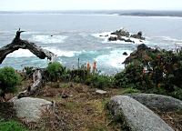 Point Lobos