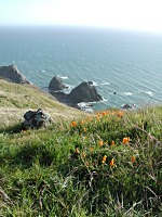 California poppies