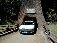 Drive-through tree