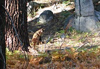 A bear mother watches