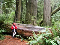 Redwoods