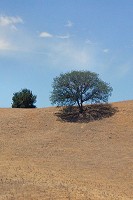 Sharp shadows under an oak