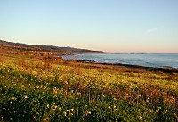 Pigeon Point Meadow