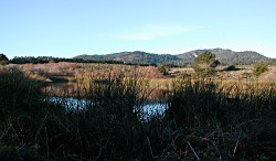 A pond at Ano Nuevo