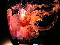 Red jellyfish