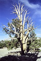 A fully grown ancient pine