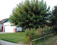 Our tree in August