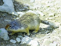 Colombian ground squirrel