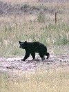 Black bear