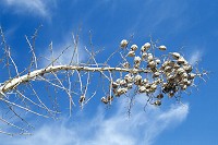 A ripened thistle