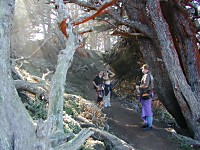 A forest at Point Lobos