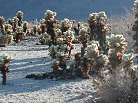 Jumping cacti