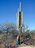 Saguaro