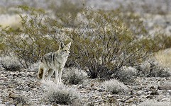 A coyote