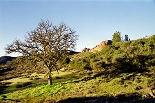 A moss-covered tree