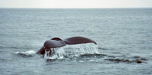 Fluke (tail) of a humpback whale