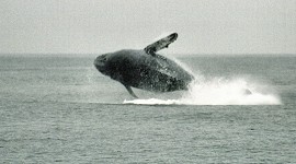 A jumping humpback