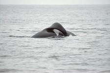 A scrolled dorsal fin of a killer whale male