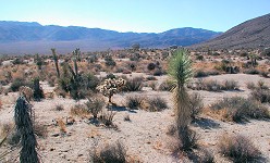 Landscape at v Joshua Tree National Monument