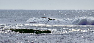 February came; it became not only warm at the ocean, but sunny, too