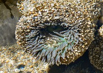 Anemone