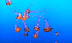 Jellyfish