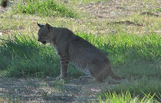 Bobcat