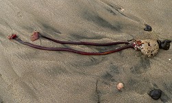 The beach offered many treasures thrown ashore by the storm