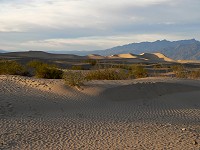 Back in the Dunes