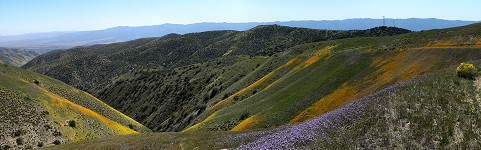 Kytičky na Caliente Ridge