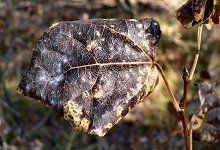 A burnt birch leaf