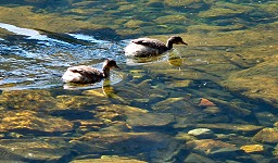 Ducks