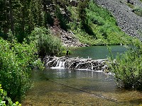 A beaver dam at Mill Creek