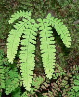 Five finger fern