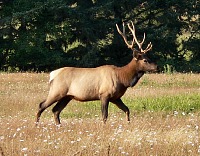 Elk