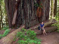 In scale: tree - Carol