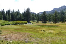 Walker Meadow