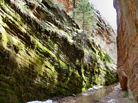 Stěny Hidden Canyonu jsou porostlé mechem.