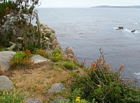 Point Lobos kvete.